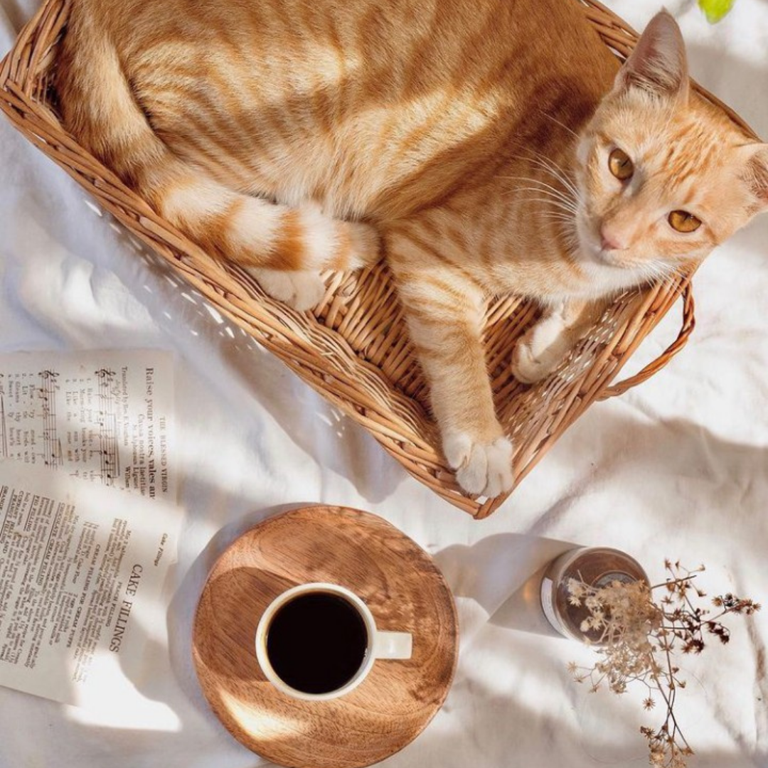 A Cat Basket- Why cats love wicker baskets?