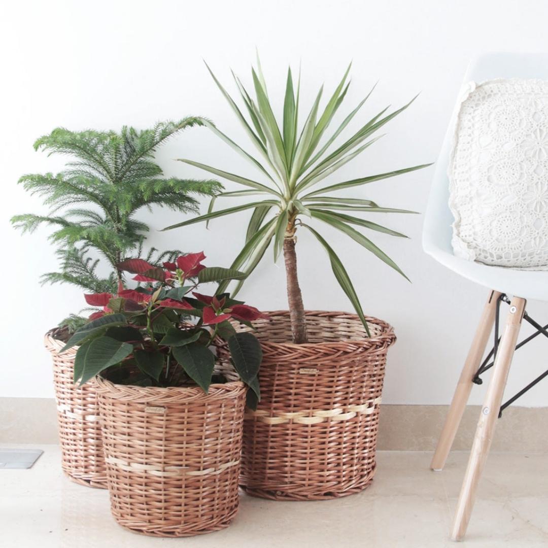 Wicker Planter Set of 3 