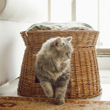Cat coming out from comfortable cat wicker basket